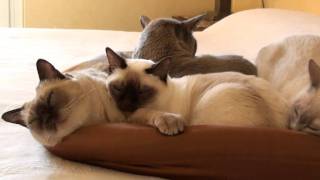 TONKINESE CATS La Gang di casa [upl. by Aihtenyc157]