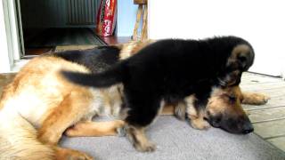 German shepherd puppy  Playing with mom [upl. by Assiral]