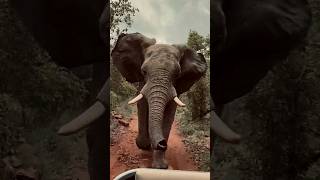 Elephant Encounters Discover the Giants of the Animal Kingdom [upl. by Ignaz]