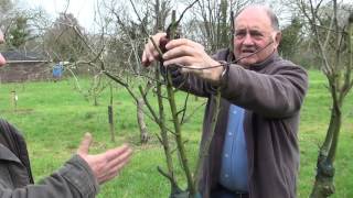 Semis des pépins graines de pommes [upl. by Anib]