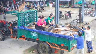 Harvesting Many Fish At PHAN VANG Fish Pond  Use Truck Transport Lots Of Fish Go To Market Sell [upl. by Silvester]