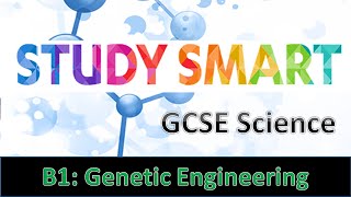 B2 Genetic Engineering EDEXCEL [upl. by Carnay]