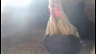 Denizli Horozu Ötüşü Death Metal Rooster [upl. by Nhabois]