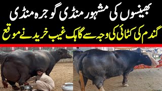 Today Gojra Maweshi Mandi  Buffalo Fresh Rates Update  Buffalo Mandi 2024 [upl. by Natascha]