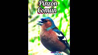 Pinzón Común relaxing birds sonidodepajaros shorts birds whisperingsound Sounds Birds nature [upl. by Zined]