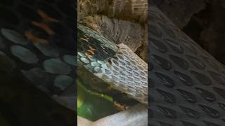 SNAKE SHEDDING ITS SKIN 🐍🤯 Turn your sound on 🔉 snakeshedding snake satisfying shorts asmr [upl. by Raila]