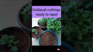 Guldaudi cuttings ready to repot Guldaudi cuttingsGuldaudi soilmix 🌿🌿🌿shortfeed shortvideo [upl. by Hebert]