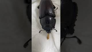 “Predaceous” stag beetle [upl. by Mei546]