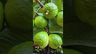 🌿How to grow guava tree great way to propagate guava tree by air layering using a carrot🥕guava [upl. by Eusadnilem]