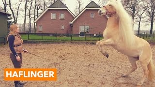 Haflinger  PaardenpraatTV [upl. by Mossolb]