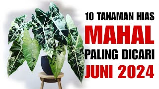 10 Tanaman Hias MAHAL Paling Dicari di Bulan Juni 2024 [upl. by Sofia]