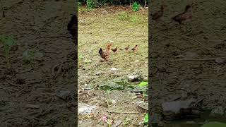 ek murgi ki kahani😜🫣😳😱🐓🐤 [upl. by Zerline]