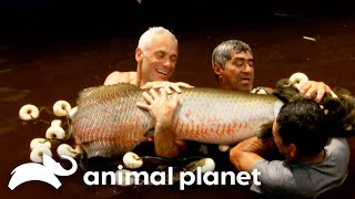 Jeremy Gets ATTACKED by a Swarm of Arapaima  River Monsters  Animal Planet [upl. by Lissy]