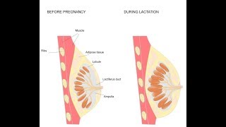Как увеличить объем грудного молока [upl. by Voss]