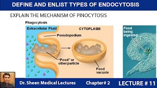 DEFINE AND ENLIST TYPES OF ENDOCYTOSISCH 2 LEC11 [upl. by Studner]