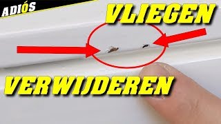 TIPS OM VLIEGEN EN INSECTEN TE VERWIJDEREN UIT VERF WAT NOG NAT IS How to remove flies out of paint [upl. by Coyle956]