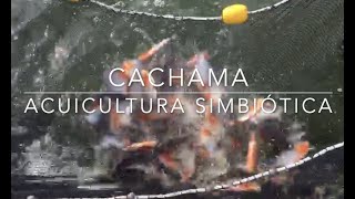 Cachama en acuicultura simbiótica [upl. by Ramo]