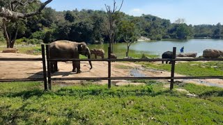 Bannerghatta national park 🏞️ pahunchte hi achhank se kya hua elephant ko dekhte hi kya hua 🐘 [upl. by Ahsit]