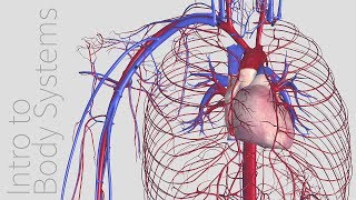 Introduction to the Cardiovascular System  Animated Tutorial  Complete Anatomy [upl. by Modeerf]