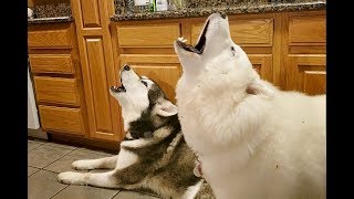 Malamutes Deep Morning Howls  James Earl Jones Of Dogs [upl. by Tenej]