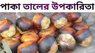 পাকা তালের উপকারিতা paka taler upokaritaAsian Palmyra Palm Benefits [upl. by Edra922]