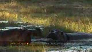 Hippo mating ritual comes to naught [upl. by Nehtiek602]