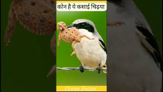 Amazing facts about shrike bird 🐦  Ocean Factor facts ocean Factor sorts youtube subscribe [upl. by Kessler643]