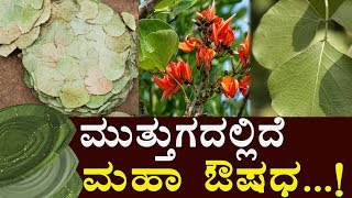 ಮುತ್ತುಗದಲ್ಲಿರೋ ಮಹಾ ಔಷಧಗಳ ಬಗ್ಗೆ ನಿಮಗೆ ಗೊತ್ತಾ Medicinal benefits of MuttugaButea monosperma by M2 [upl. by Acireed]