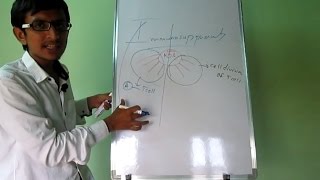 Methotrexate  Pharmacology DMARDs mechanism of action side effects [upl. by Alet]