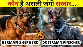 German Shepherd VS Doberman Comparsion Real Fight  Doberman VS German Shepherd Which is Best [upl. by Gambell748]