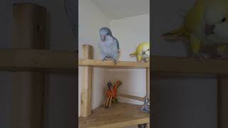 Quaker Parrot is a best pet parrot quakerparrot talkingparrot shorts [upl. by Arimihc]