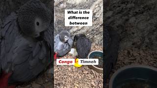 Difference between Congo and Timneh African Grey Parrots bird animals [upl. by Nwahsar]