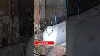 مسابقة معرفة نوع الحمام explore اكسبلور طيور birds عيونحمام ابومريمالتونسي دكتورحمام [upl. by Eseneg]