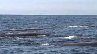 Bairds beaked whales [upl. by Adnyleb494]