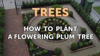 How to Plant a Flowering Plum Tree [upl. by Suiradel]