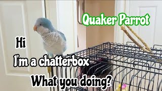 Blue Quaker Parrot Talking with Owner Best Talking Quaker Parrot 🦜 [upl. by Eutnoj]