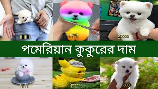 পমেরিয়ান কুকুরের দাম  Pomeranian Dog Price In Bangladesh and India  Pomeranian Dog Er Dam [upl. by Olihs571]