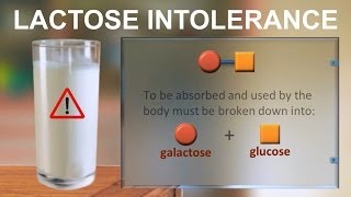 Lactose intolerance IQOGCSIC [upl. by Yeo]