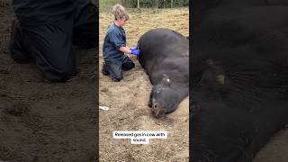 They punctured the stomach to release gases and save the cows life cows veterinary [upl. by Euqitsym]