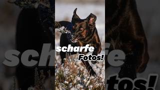 Tipps für Scharfe Fotos [upl. by Ahsenom]