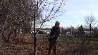 Pruning Maple Trees [upl. by Eniamrehc]