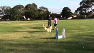 Onetree Border Collie flyball dogs [upl. by Rahmann]