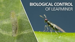 Biological control of leaf miner  Diglyphus isaea [upl. by Bendicty]