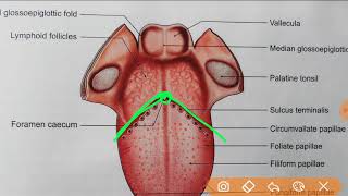 TONGUE Anatomy for MBBS NEET PG AIIMS PG FMGE amp ALL PG [upl. by Radborne]