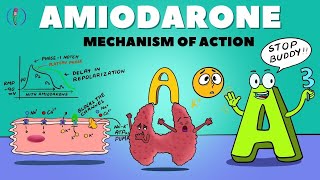 Amiodarone Mechanism of Action  How Amiodarone works  Amiodarone pharmacology and side effects [upl. by Marr536]