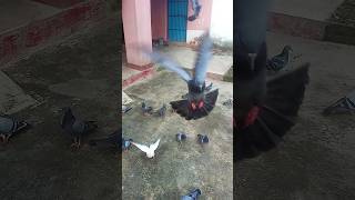 kabutar baaz pigeon kabootar pigeon youtubeshorts viralvideo [upl. by Niak981]