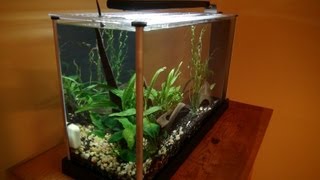 Fluval Spec 5 gallon Unboxing amp Setup [upl. by Burgener328]