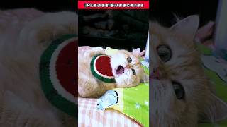 bolane wali billi short videocute cat funnyvideo shorts ytshorts trending [upl. by Zednanref]