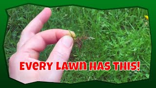 Identifying moss in your lawn [upl. by Marcell]