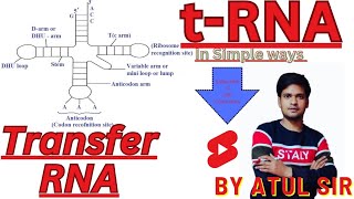 t RNA Transfer RNA Clover leaf 🍀 model of tRNA by Atul Sir Genius Study point Atulsirbiologymagneticminds [upl. by Alain]